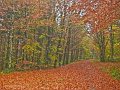 18. Autumn in Rossmore - Leafy carpet